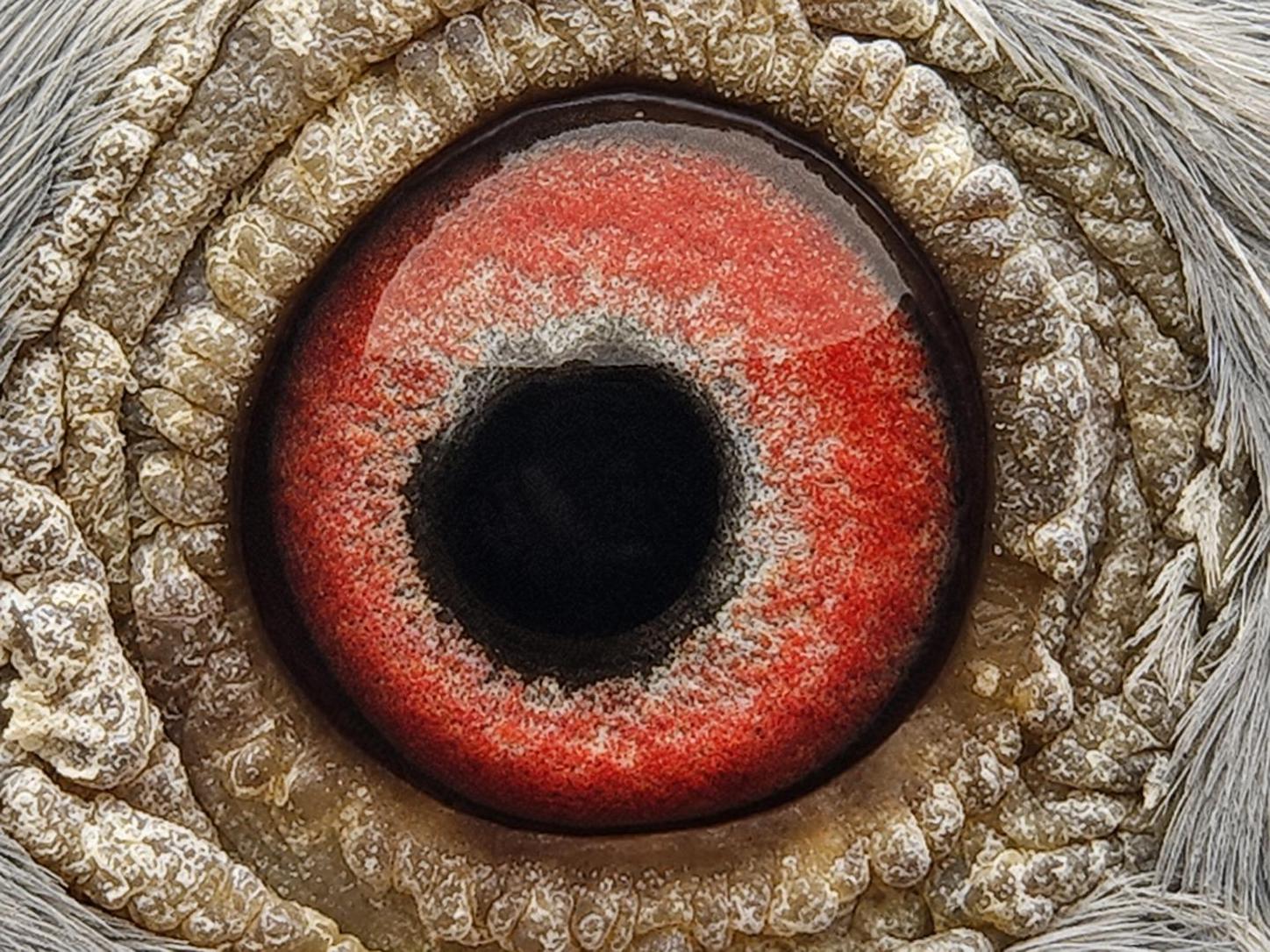 Pigeon eye